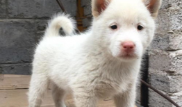 下司犬,下司犬的独特魅力与历史传承