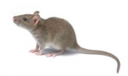 老鼠吃瓜最新事件爆料,揭秘瓜农与鼠患的矛盾冲突